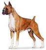 20060129002010-perro.jpg
