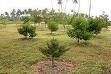 20070526232438-jardin.jpg